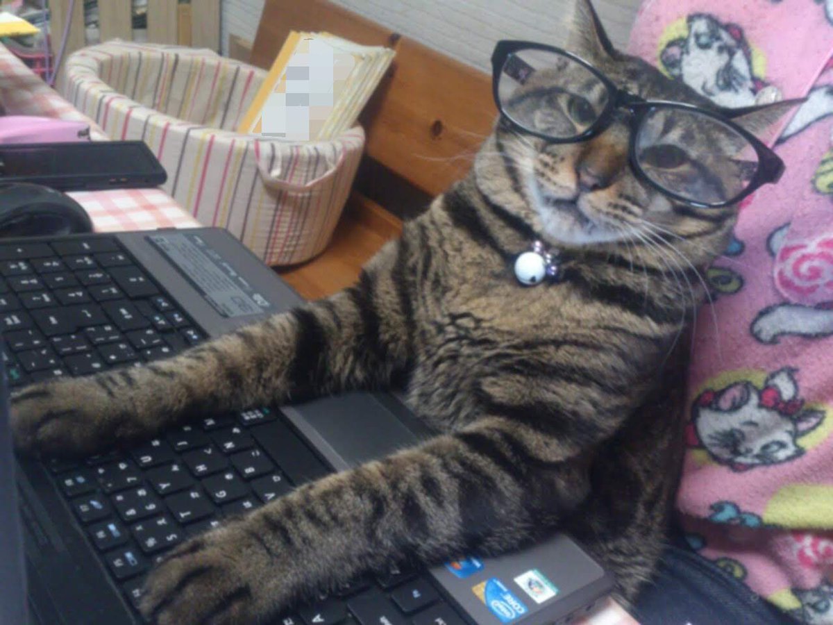 猫おもしろ写真 猫おもしろ写真