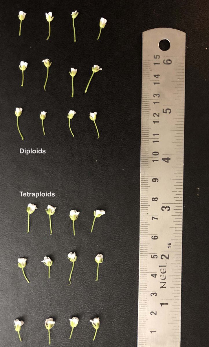 Chopra29Ratan's tweet image. I guess we were bored to work on diploid pennycress 😂 Carrying forward the work started by @kirkrichard10. We have lines that might be fixed after 5 generations.

Reminding me about the fun working on tetraploid peanuts during my Ph.D. 

#polyploids #pennycress #covercrops