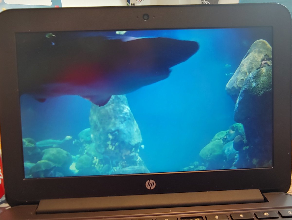 'Visited' the Tennessee Aquarium this morning with Westley's class! We even had one of the sharks come right up to see us! #distancelearning #emergencyathomelearning