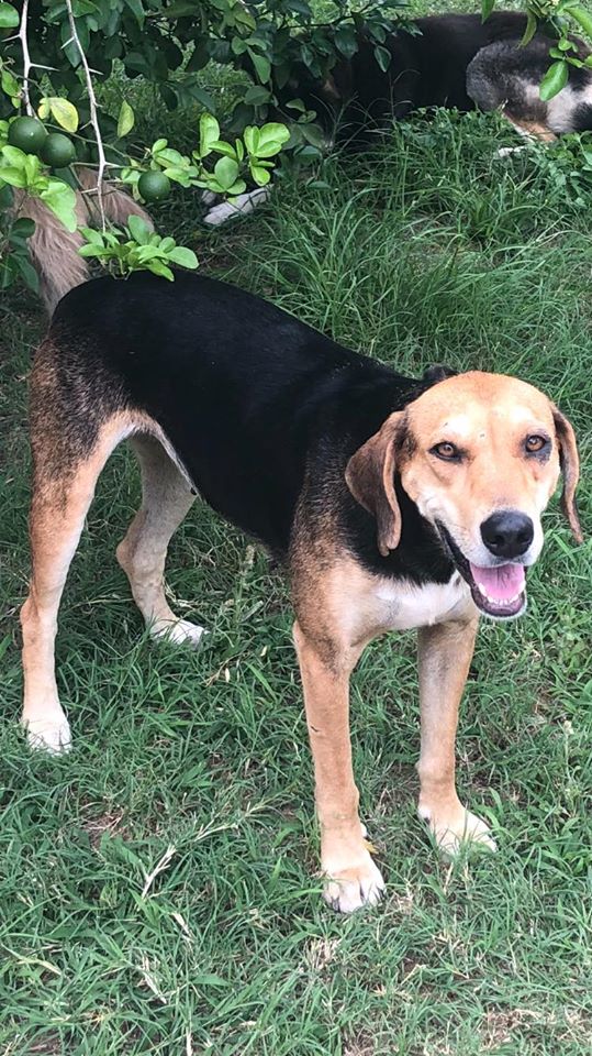 Bellesbuds's tweet photo. Meet this beautiful #Foxhound #TreeingWalkerHound mix!
3 years old and about 55lbs, #Meera is #beautiful inside and out. Very #sweet girl, gets along with #dogs, people and #cats! An absolute doll!
#AdoptDontShop
https://t.co/LxFsM9Jlcg https://t.co/2yhS25X5lD