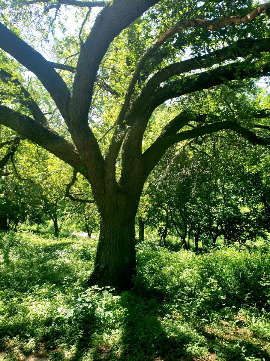 A little inner city beauty for today's walk