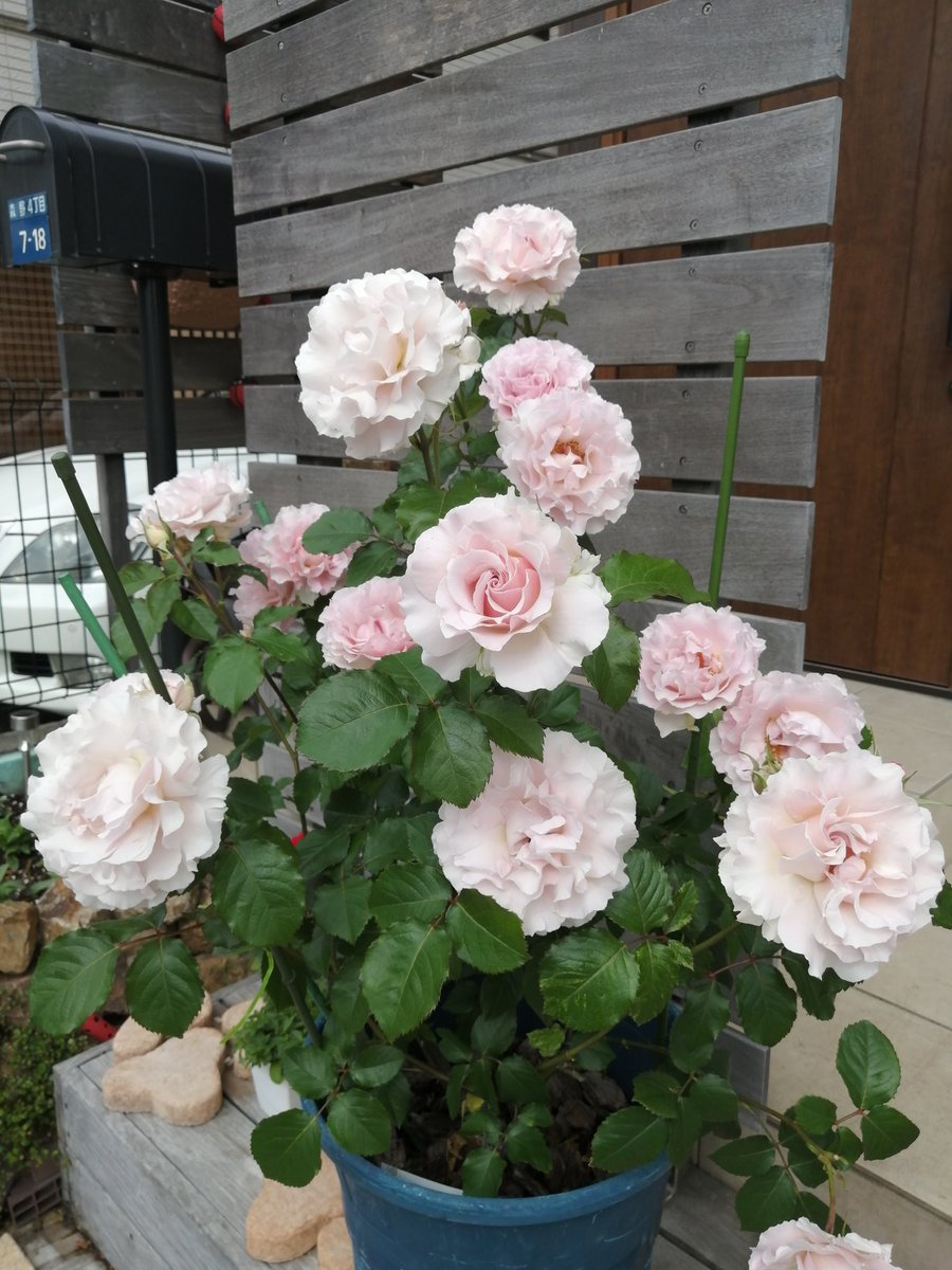 髪小町 うちの薔薇 ラマリエ 今年は花泥棒がいなかったので良く咲いてます ママさん頑張りましたワン 気楽に和める 美容室 町田市森野 髪小町 うちの薔薇 ラマリエ 今年は花泥棒がいなかったので良く咲いてます ママさん頑張りましたワン 気楽に和める 美容室 町田市森野