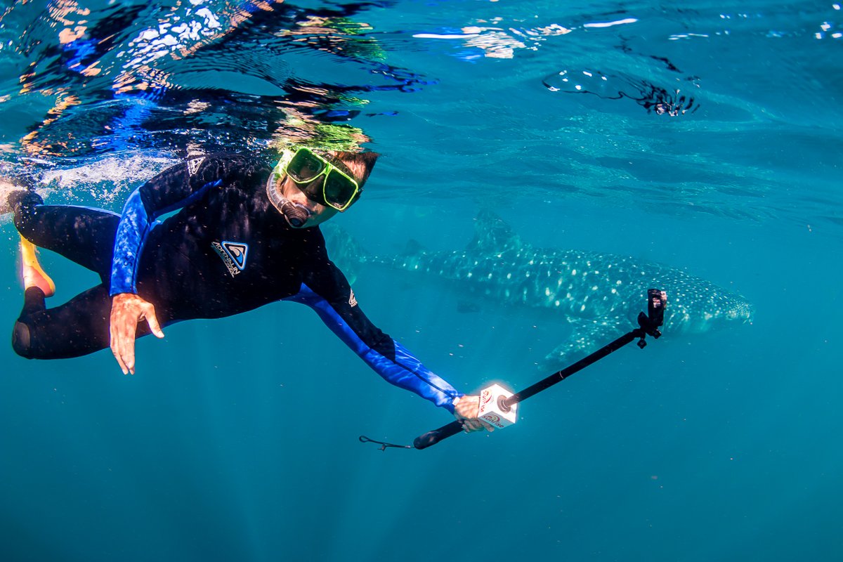 Live Ningaloo tweet media