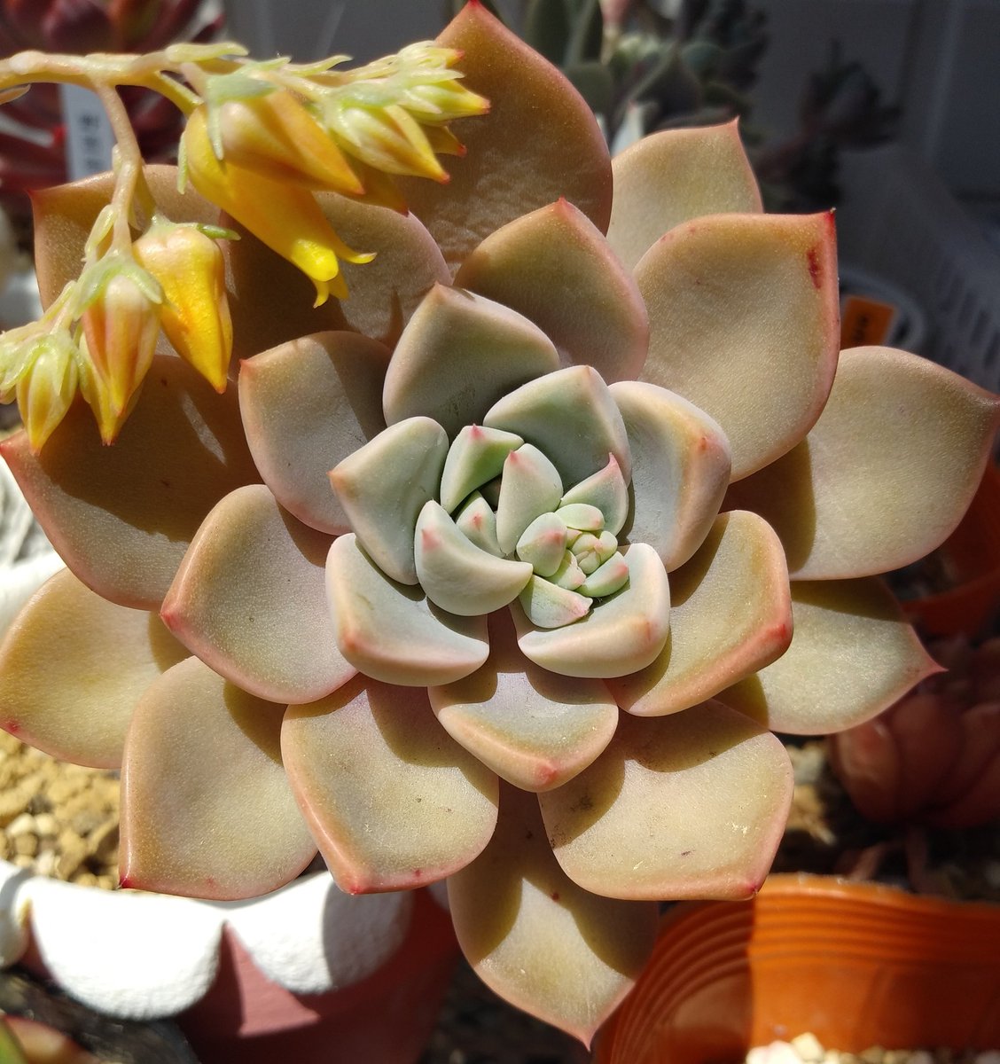 さとち 紅葉冷めて来て夏色になってきたな 花芽が色んな所からミョンミョン伸びてる 笑 赤ちゃん居たり 花芽がウズウズしてたりかーわいい お花カットして飾ろうかそのままにするか初めて種取ってみようか色々悩む 多肉植物 エケベリア