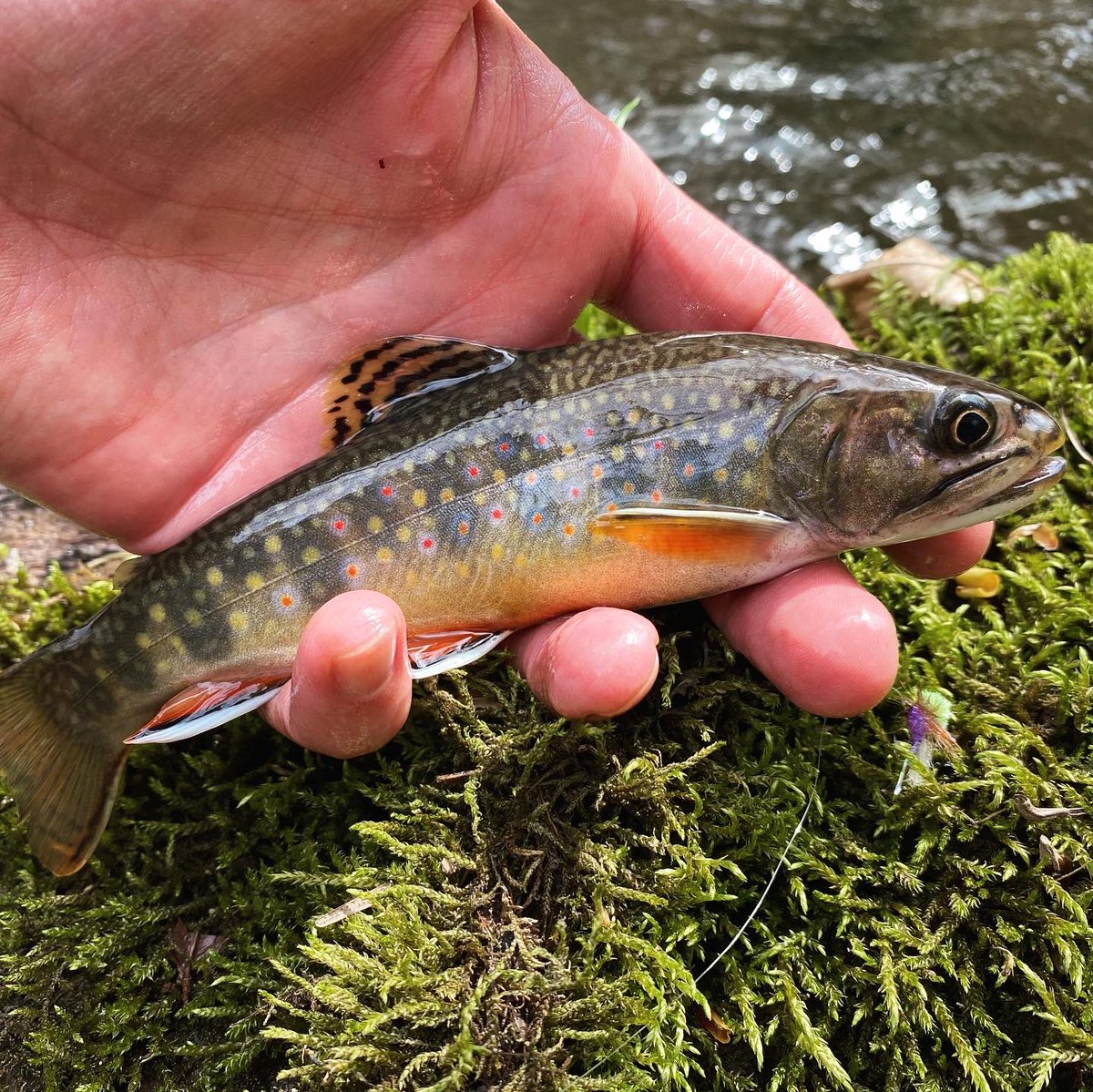 woolybugged's tweet photo. Sunday morning I found frost on my truck. By midafternoon it was too warm for long sleeves. It was nice to see the sun and follow my shadow several miles on the path back to my truck. I caught a few fish, these two were the “best of show.” #trout #brooktrout #nativebrooktrout https://t.co/79JzTx19He