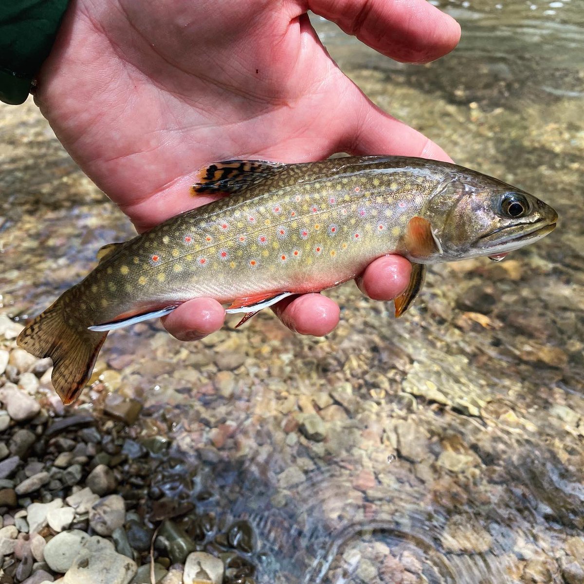 woolybugged's tweet photo. Sunday morning I found frost on my truck. By midafternoon it was too warm for long sleeves. It was nice to see the sun and follow my shadow several miles on the path back to my truck. I caught a few fish, these two were the “best of show.” #trout #brooktrout #nativebrooktrout https://t.co/79JzTx19He