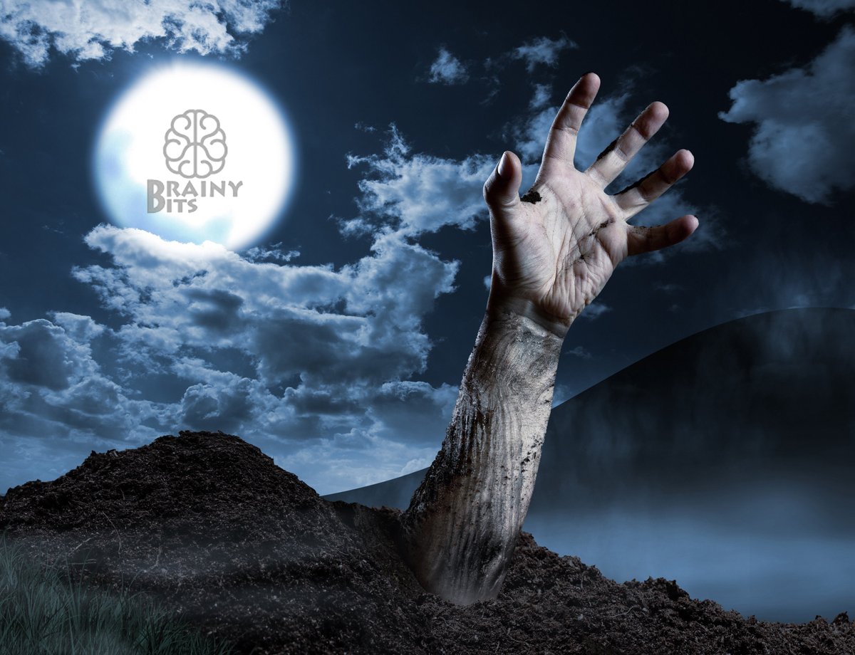 Brainy-Bits tweet media