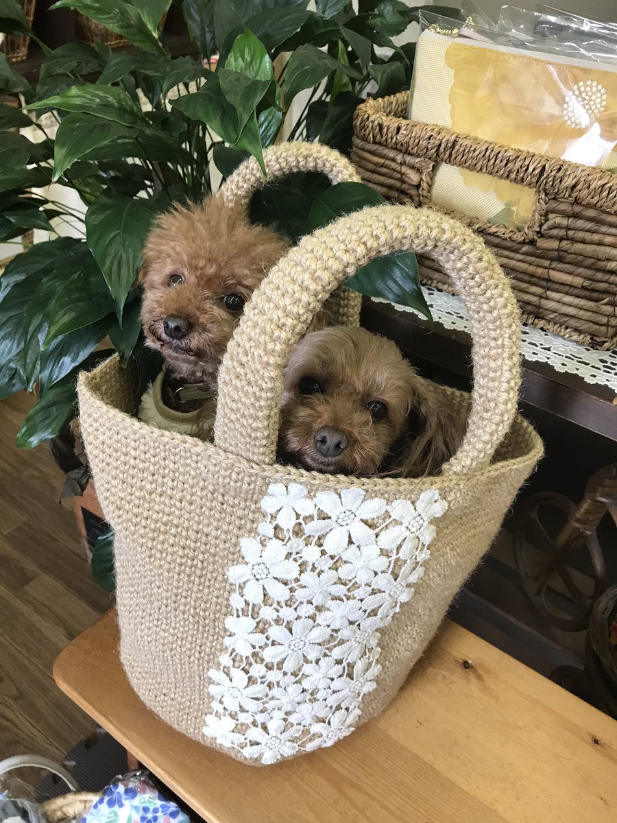 chiko_choko1's tweet photo. これからの季節に、、
麻紐かごを編みました。
チョコ💕モモとコラボです。
可愛い❤️ https://t.co/o31Xv3DVX0