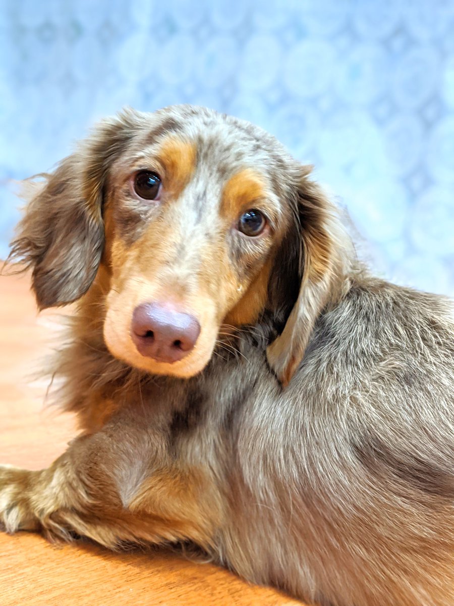 保護犬パーク長居店 屋内ドッグラン トリミングサロン ラブファイブ 保護犬カフェ系列 V Twitter パスタ ミニチュアダックスフンド 2才 少し怖がりなビッグボーイはしばらくぷるぷる震えてその場から動けなかったのですが 後半は慣れてはしゃぐ姿も見られるよう 保護犬パーク長居店 屋内ドッグラン トリミングサロン ラブファイブ 保護犬カフェ系列 V Twitter パスタ ミニチュアダックスフンド 2才 少し怖がりなビッグボーイはしばらくぷるぷる震えてその場から動けなかったのですが 後半は慣れてはしゃぐ姿も見られるよう