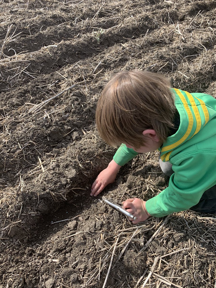 4sunsAg's tweet photo. Finding lentils and crushing spiders #farmboys #westcdnag #plant2020 https://t.co/xYQngurVLI