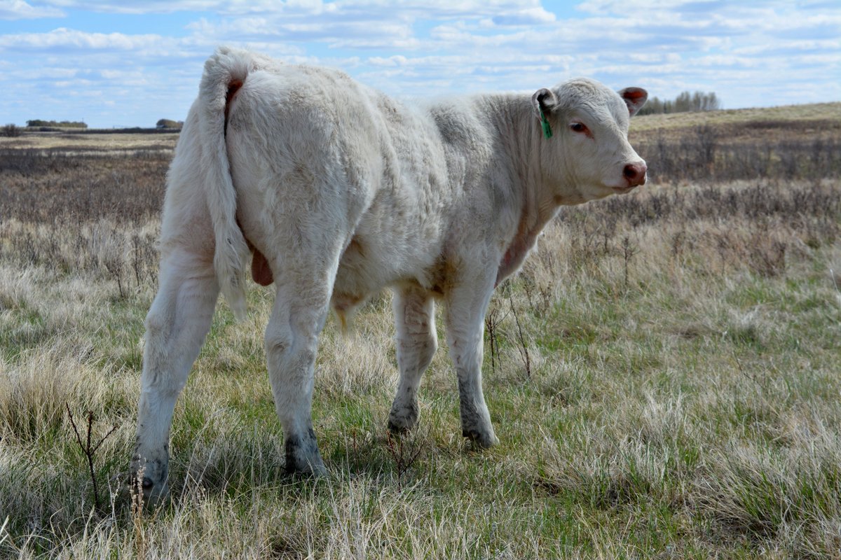 end_valley's tweet photo. The Stars of 2020 bull calves @end_valley are on display in our Aiktow Creek pasture.  4H born Jan 14 out of Ledgen 20C x Tillie 4C #Charolais #valleysendcharolais #saskcharolais #charolaiscattle #polledwithpunch #morebeeflessresources #begreengowhite #agmorethanever https://t.co/sij8WPeOxz