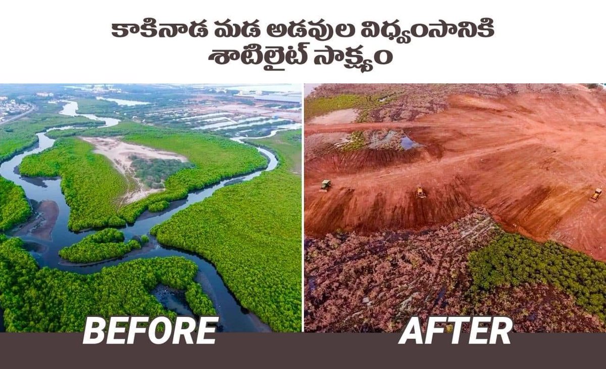 tdpnellore's tweet photo. కాకినాడకు పెట్టని కోటలా ఉండి తుఫానులు, ఉప్పెనల నుండి రక్షణ ఇచ్చే మడ అడవులను ఎలా నరికేసి, పూడ్చేసారో చూడండి. పర్యావరణ ప్రాముఖ్యత పాలకులకు తెలియదు సరే, అధికారులకు కూడా తెలియదా?
#SaveMadaForestFromJagan https://t.co/ePAIpuAc8U