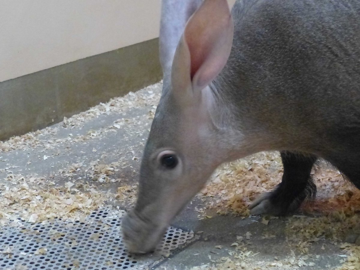 上野動物園 公式 答えは ツチブタ の鼻息 夜行性の彼らは鼻でにおいをかいで周りの様子をうかがいます 長い鼻づら