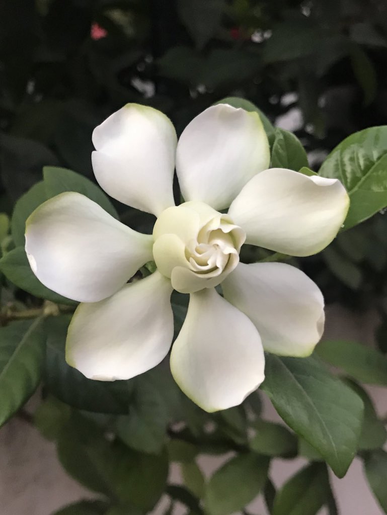 flor_enthus's tweet photo. #Throwbackflowers 
Gardenia jasminoides 'Crown Jewels' https://t.co/Bomza5q79p