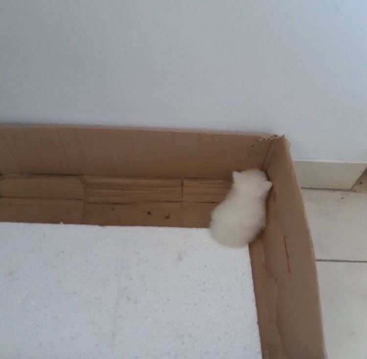 arainbowinsky's tweet image. 