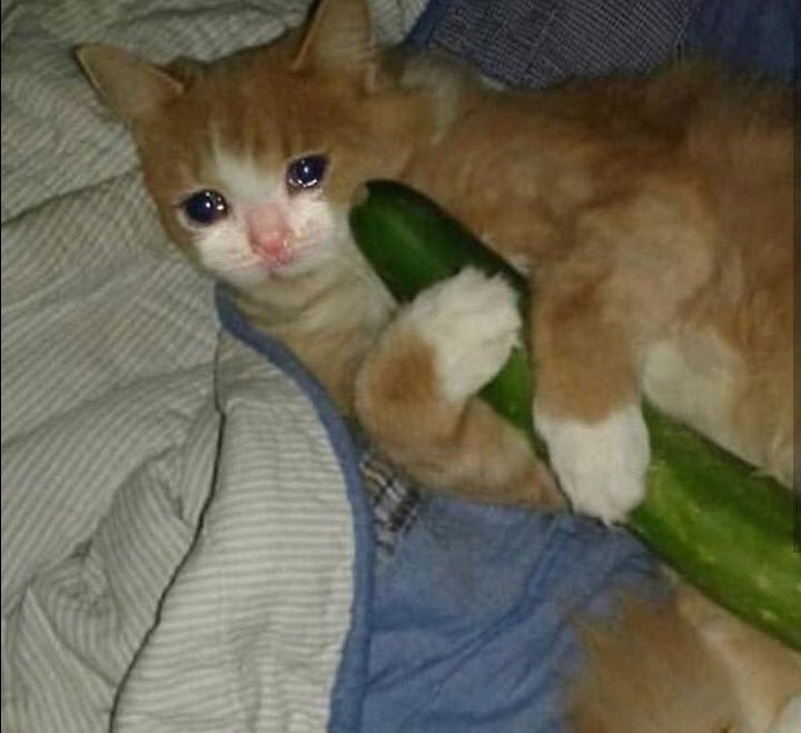 arainbowinsky's tweet image. ¿Qué haces si ya tienes las maripositas?