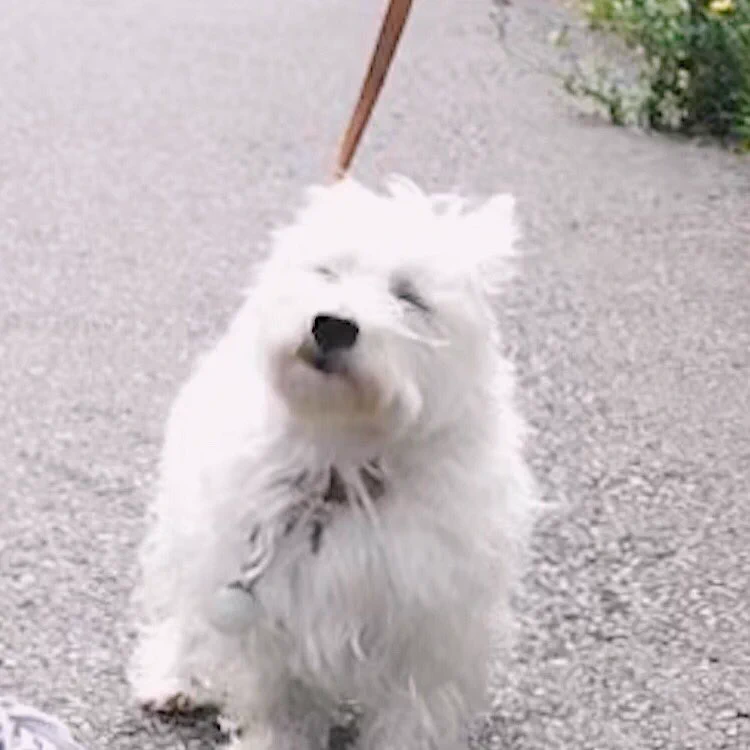 そりゃそうだｗｗたんぽぽにぜんぜん興味がない犬ｗｗ