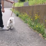 そりゃそうだwたんぽぽにぜんぜん興味がない犬w