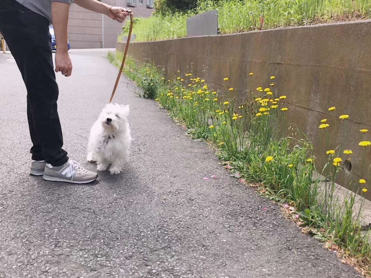 そりゃそうだｗｗたんぽぽにぜんぜん興味がない犬ｗｗ