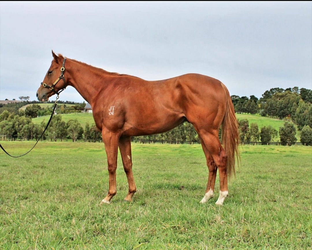 TroySimms78's tweet photo. Has he filled out nicely! Looking a treat in the paddock. Eagerly awaiting this fellas debut. #raazou
#maluaracing #rosemontstud https://t.co/q4yyLRj6QA