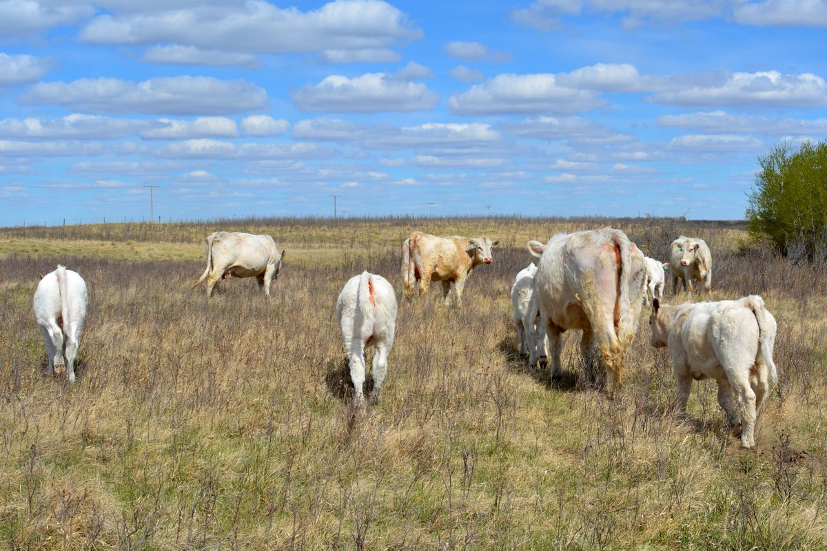 end_valley's tweet photo. The Stars of 2020
26H born Feb 1 out of Ledgen 20C x Sadie 52B 
#charolais #saskcharolais #valleysendcharolais #begreengowhite #morebeeflessresources #agmorethanever https://t.co/UAOnopdzby