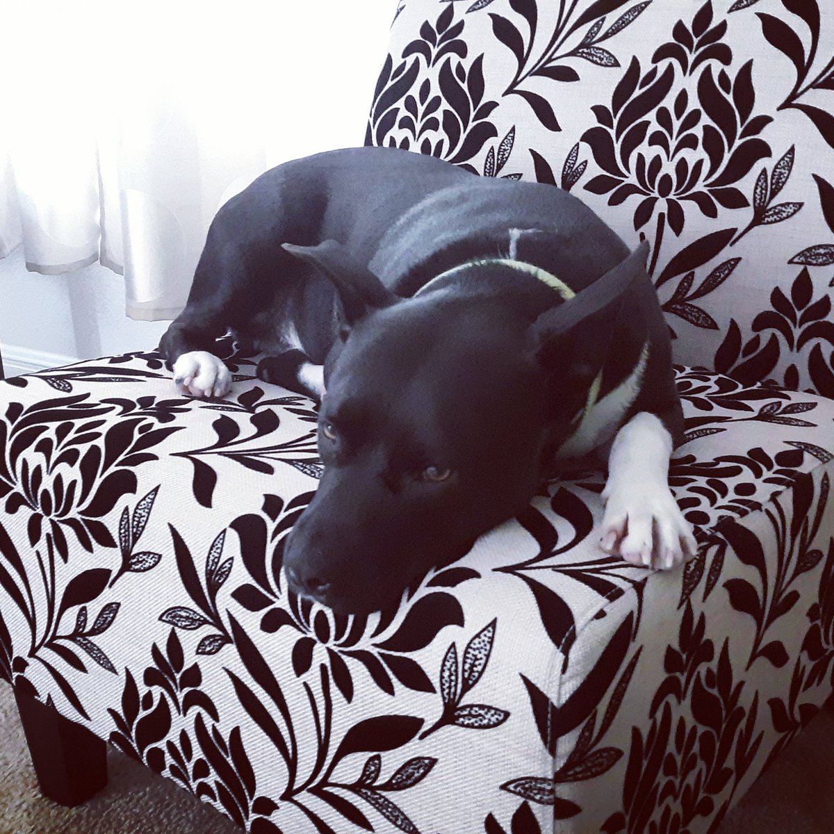 Gizmo always manages to find the softest spot in the room.

#dog #dogs #DogsOfTwitter #MongrelBrothers #mongrel #mongrels #mutt #mutts #muttstagram #dogstagram