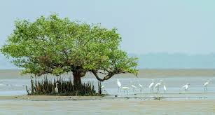 RaviSha64106690's tweet photo. Destroying the Mangroves in "Coringa Wildlife Sanctuary" -the 2nd largest mangrove in India, is in violation of the provisions of the Coastal Regulation Zone Notifications 2011 and 2019, Forest Conservation Act, 1980, Wildlife Protection Act, 1972 &amp; other environmental laws. https://t.co/kO4bxXEHTf