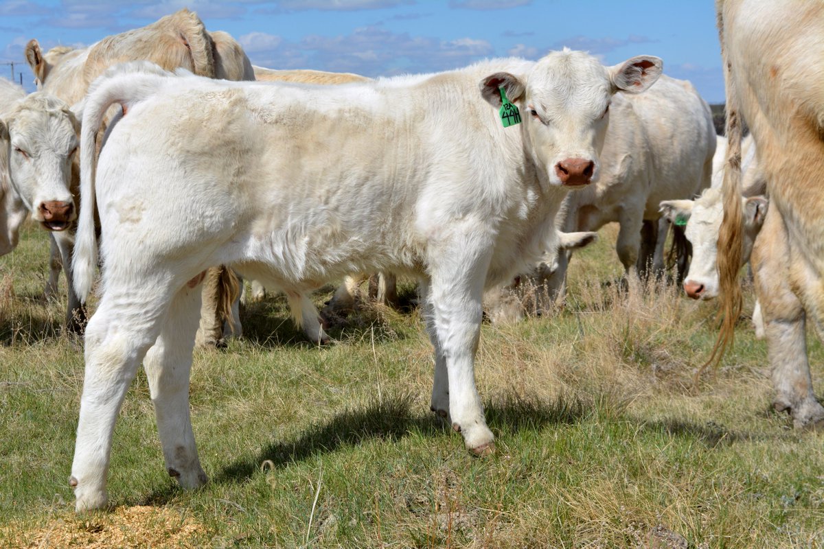 end_valley's tweet photo. The Stars of 2020 
44H born Feb 16 out of Ledgen 20C x Rose 12A 
#charolais #saskcharolais #valleysendcharolais #begreengowhite #morebeeflessresources #agmorethanever https://t.co/PcFirbCuDF