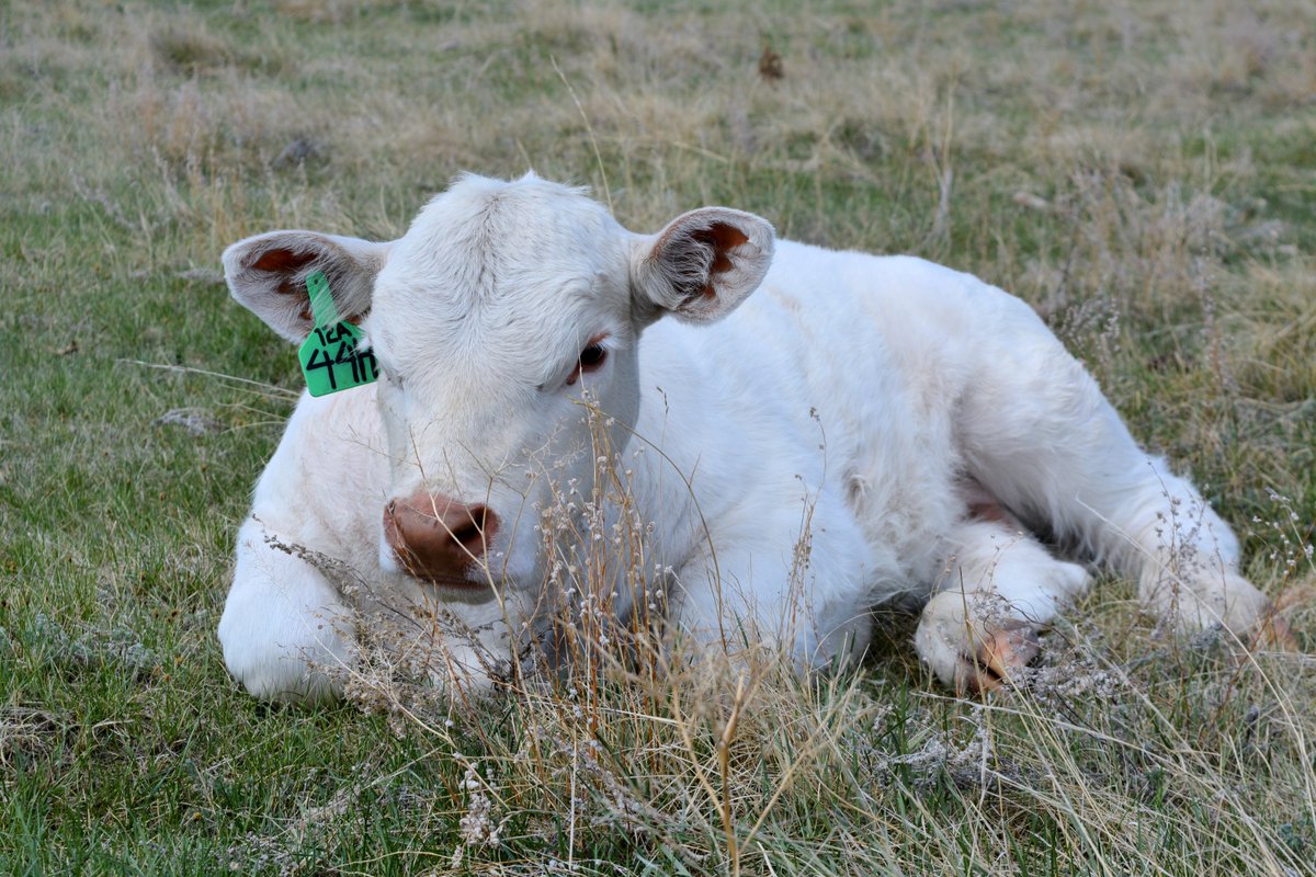 end_valley's tweet photo. The Stars of 2020 
44H born Feb 16 out of Ledgen 20C x Rose 12A 
#charolais #saskcharolais #valleysendcharolais #begreengowhite #morebeeflessresources #agmorethanever https://t.co/PcFirbCuDF