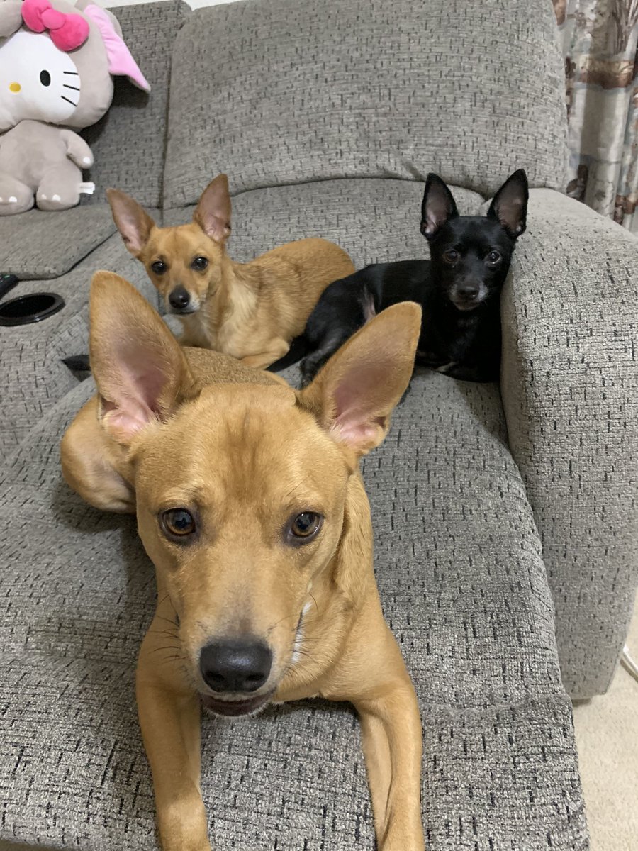 xUndephined's tweet photo. These puppers took my spot on the couch! https://t.co/gjVRXCGuCU