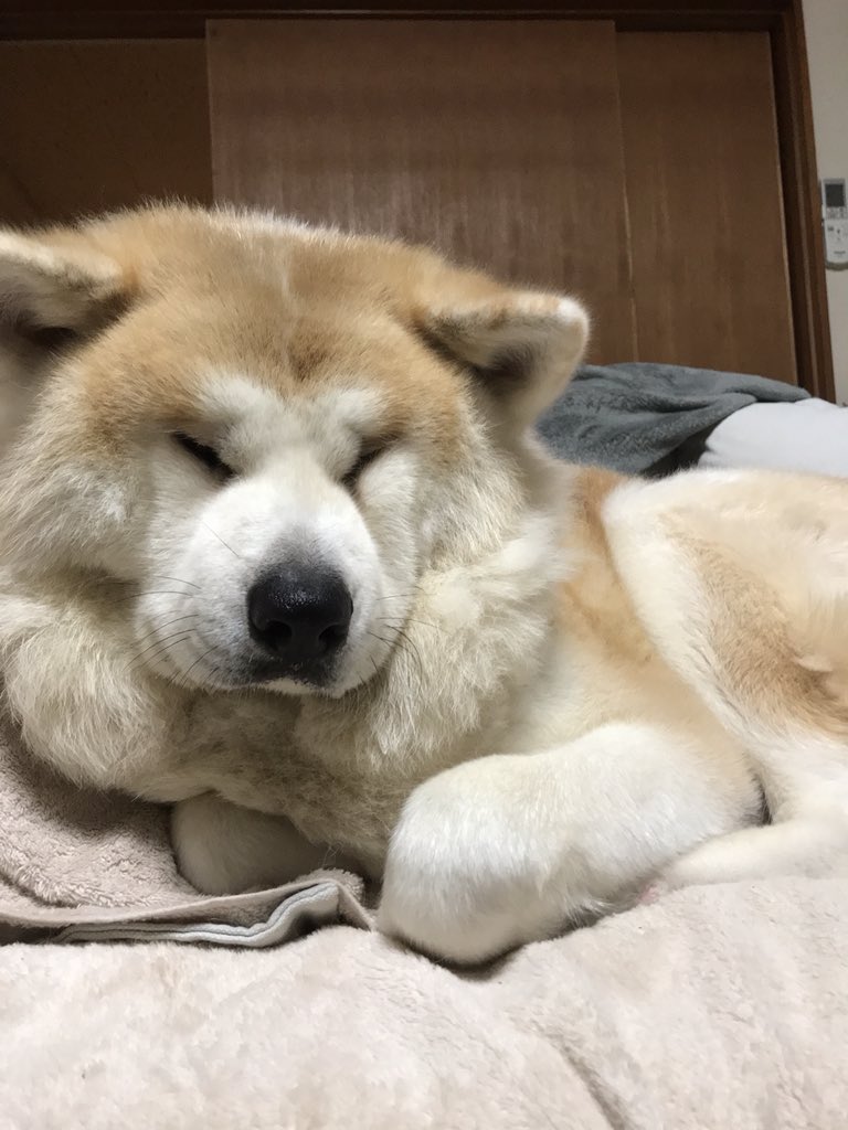 柴犬 秋田犬 はちモナじんくんとポン吉 じんくんも箱座り 秋田犬 Akitainu T Co Tnr6udg9ih Twitter