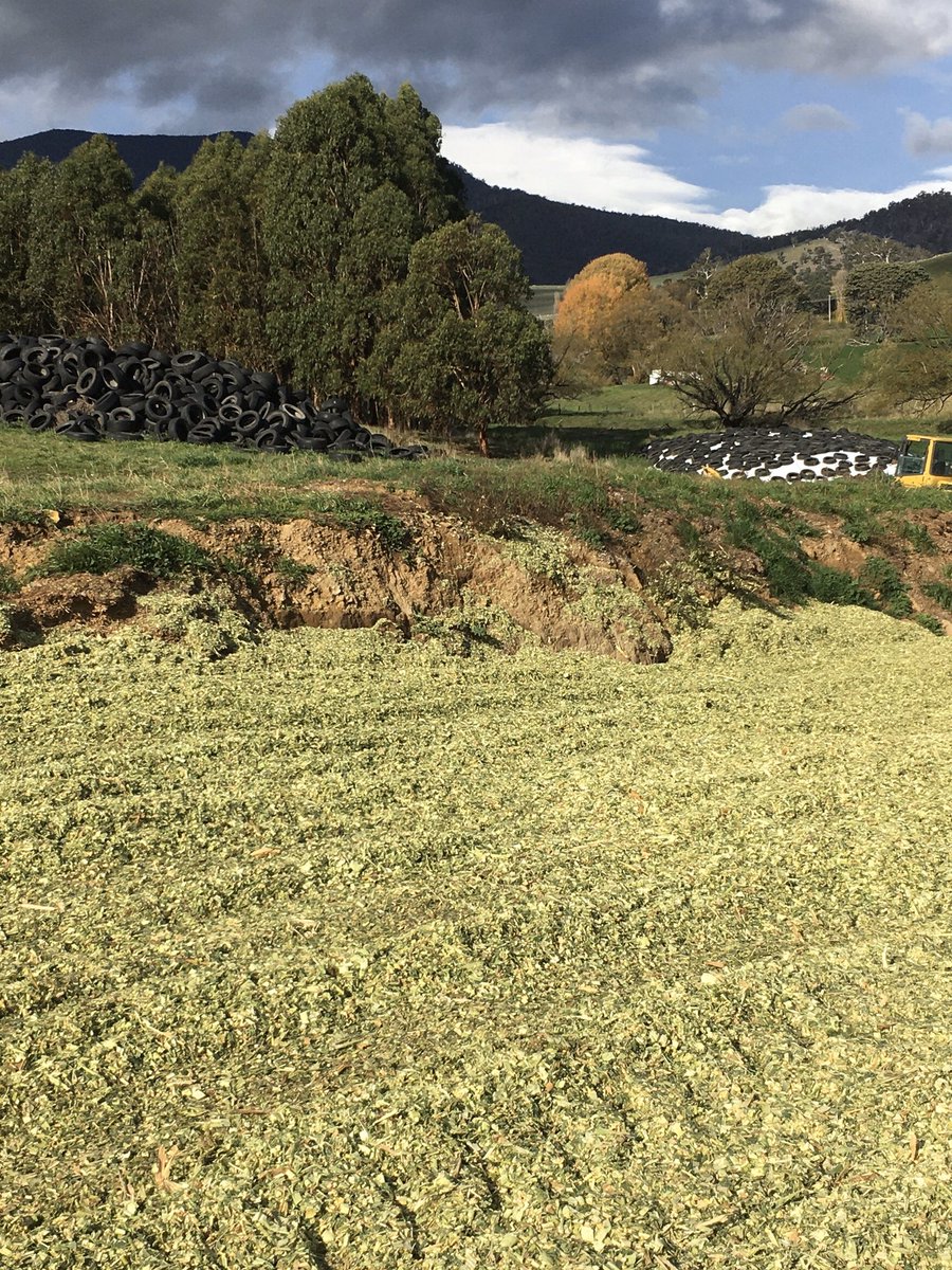 P9911 Maize Silage coming off well today at “Ormley” Tas. A first, the 2020 crop being chopped without a frost on it. Excellent quality.