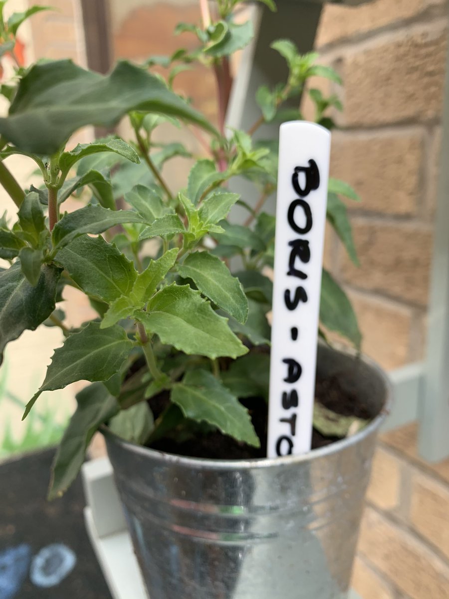 malcolmheaven's tweet photo. Pleased to announce that all plants have now been adopted. Thank you @WardAston @BelvoirPicu @HeatherWardLPT @CmhtWest @BradgateUnit @AngelaHillery   We promise to help you keep them watered. All you need do is shower them with love and kindness https://t.co/r2bOzY3Ww7