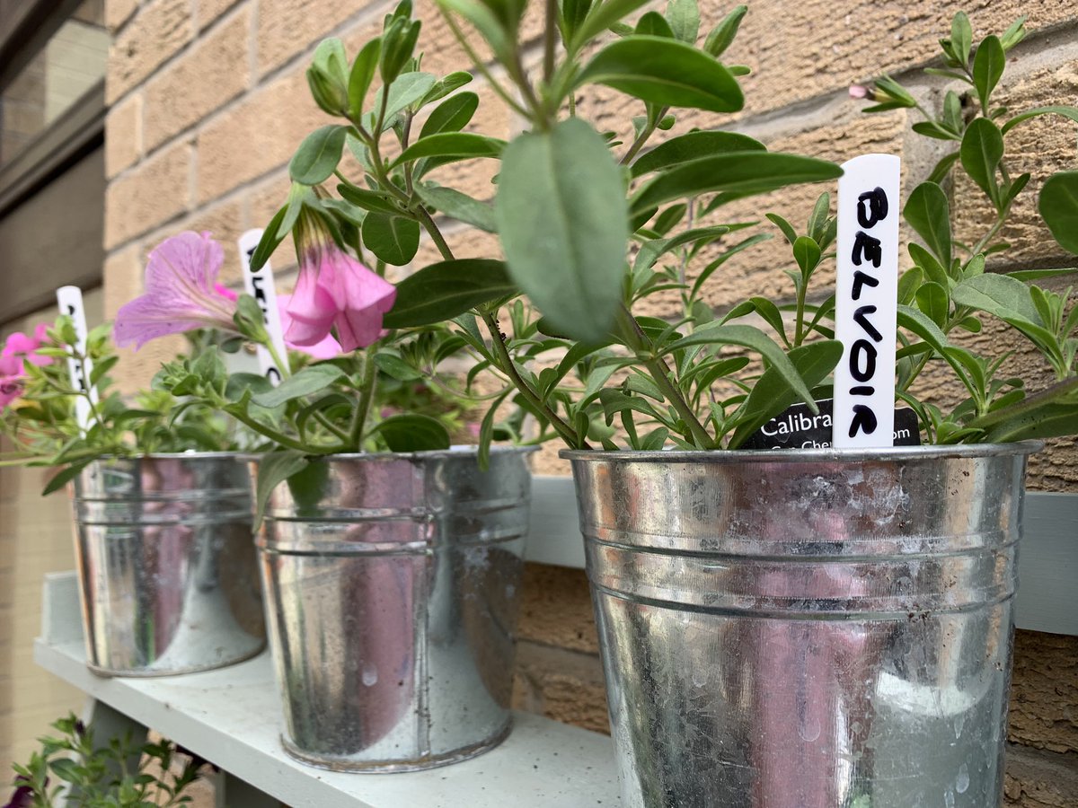 malcolmheaven's tweet photo. Pleased to announce that all plants have now been adopted. Thank you @WardAston @BelvoirPicu @HeatherWardLPT @CmhtWest @BradgateUnit @AngelaHillery   We promise to help you keep them watered. All you need do is shower them with love and kindness https://t.co/r2bOzY3Ww7
