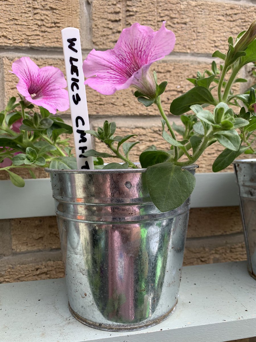 Pleased to announce that all plants have now been adopted. Thank you <a href="/WardAston/">Aston Ward</a> <a href="/BelvoirPicu/">Belvoir Ward</a> <a href="/HeatherWardLPT/">Heather Ward</a> <a href="/CmhtWest/">West Leicestershire CMHT</a> @BradgateUnit <a href="/AngelaHillery/">Angela Hillery</a>   We promise to help you keep them watered. All you need do is shower them with love and kindness