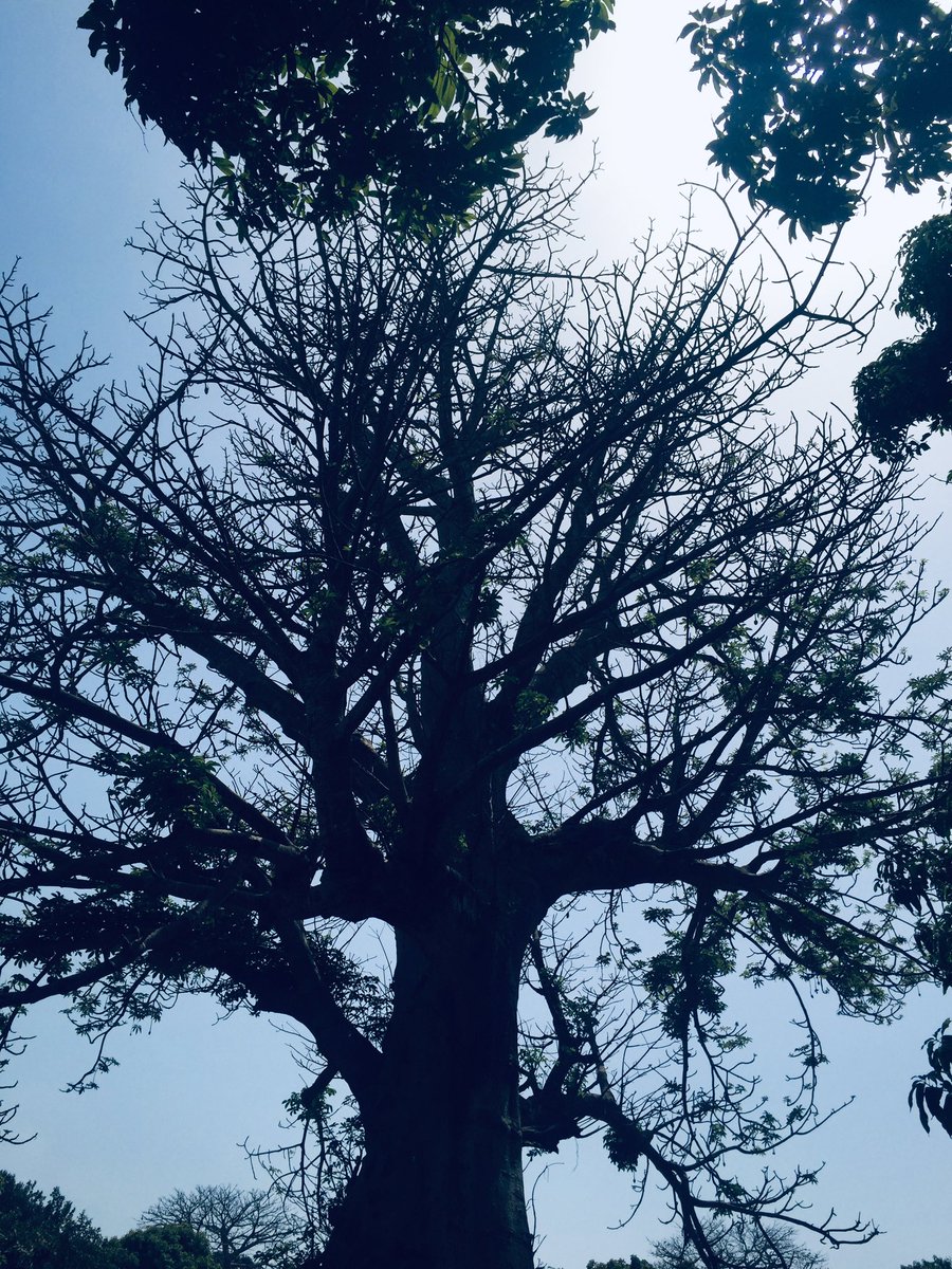 Ebrimasanneh (@ebrimas71927220) on Twitter photo 