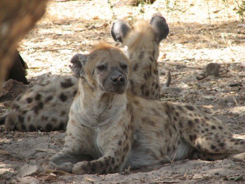 Ebrimasanneh (@ebrimas71927220) on Twitter photo 