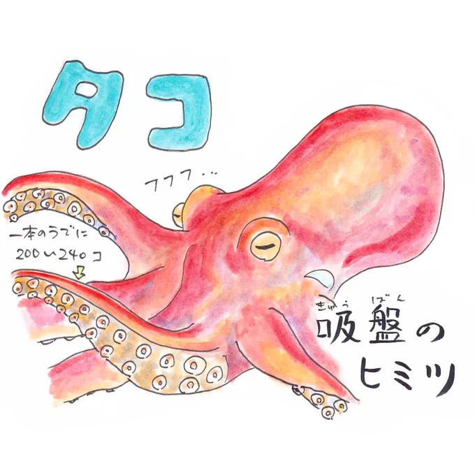 タコのオスとメスの見分け方知ってる? 