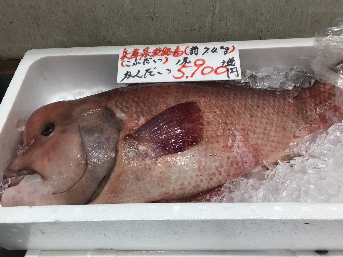 吉池 兵庫県淡路島産 カンダイ コブダイ 入荷 どなたか コブダイについて 教えてください T Co Slp134zupk Twitter