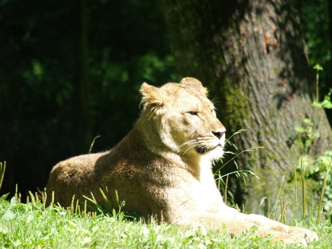 MillieGoes's tweet photo. Found this LadyLion warming up in the SunShine Lion - What's your favorite Animal? https://t.co/fxr97PNCNl