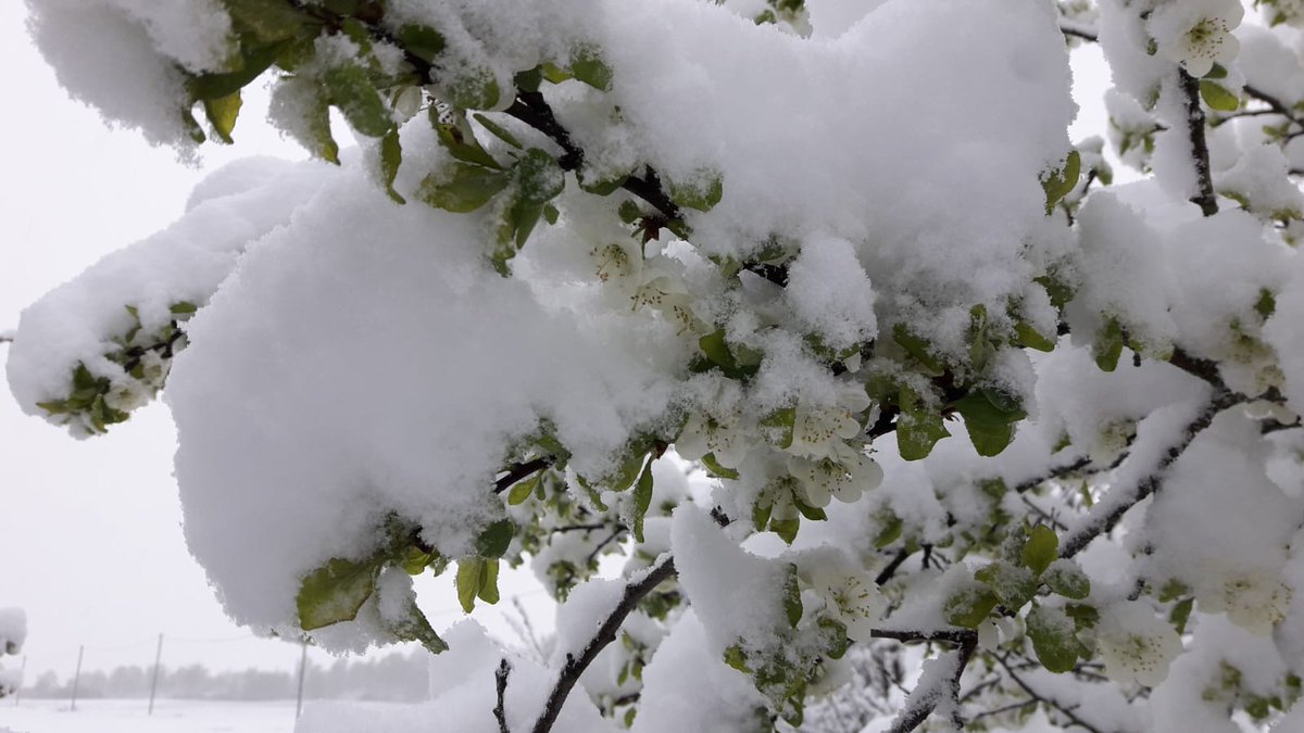 Labrīt no Jēkabpils 12.05.2020! Foto: Mārtiņš Knipšis plkst. 6.35