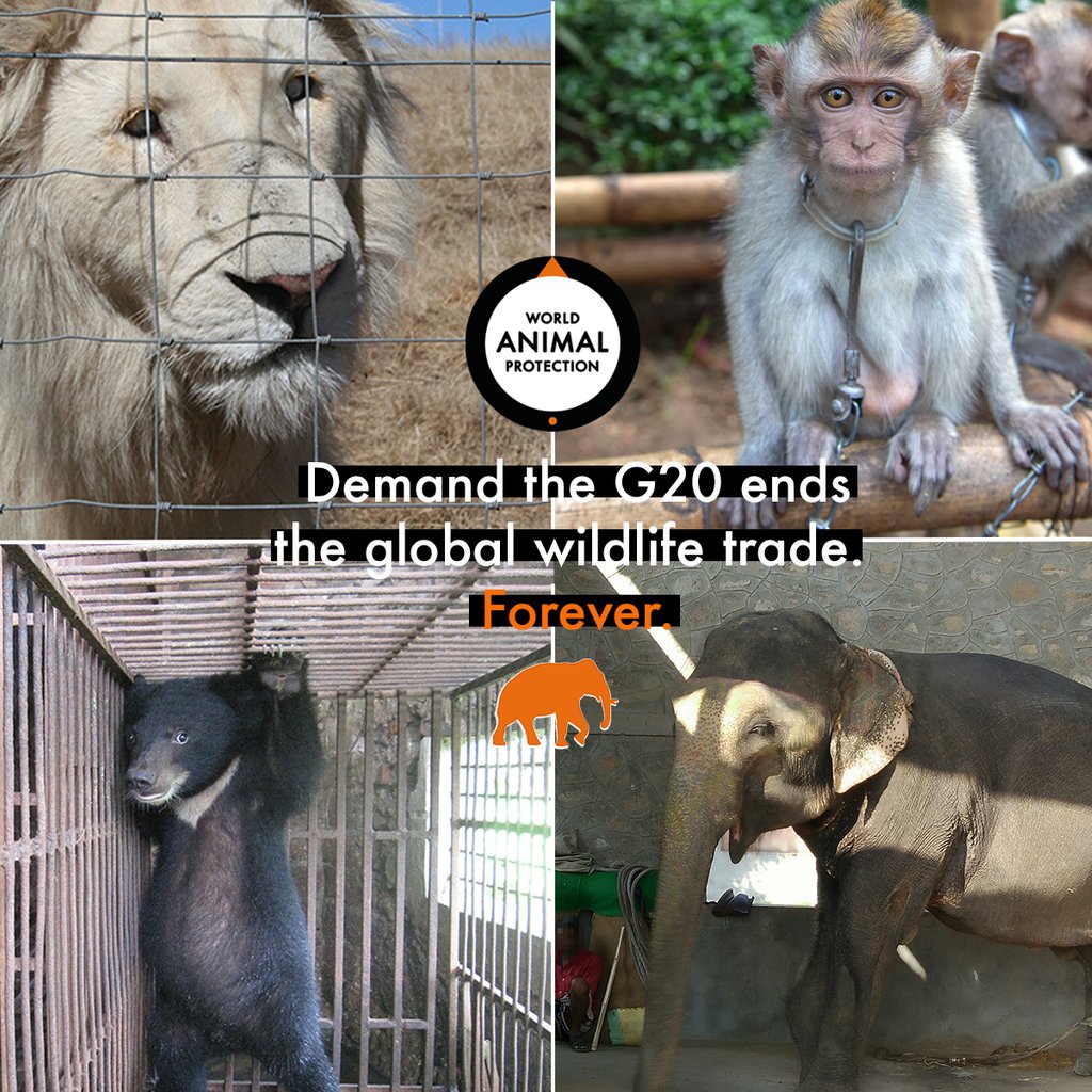 The global trade of wild animals is cruel. We demand Prime Minister of India support the call for G20 nations to commit to a global ban on the wild animal trade. ⁠ Sign the Petition: bit.ly/2WLdjI3 ⁠#EndWildlifeTrade #Coronavirus  #wildlife #NarendraModi