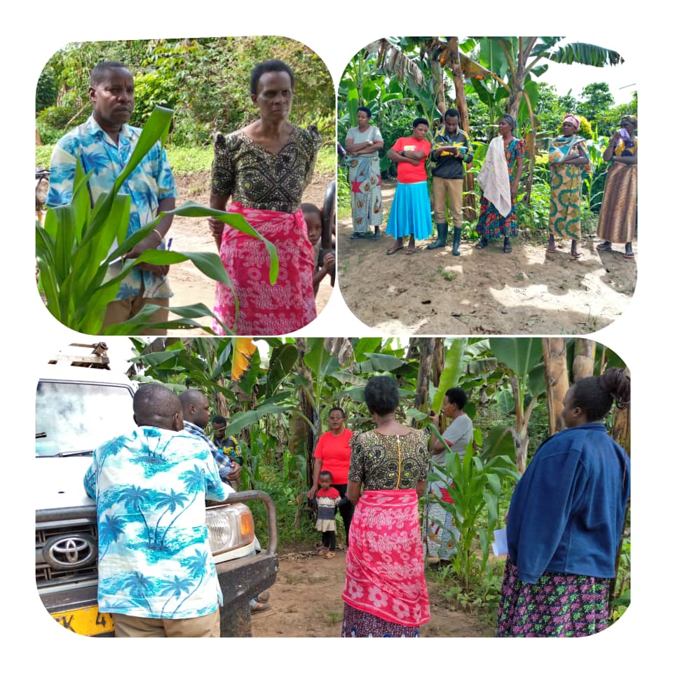 Wafugaji wa kijiji cha Katera Wilaya ya Kyerwa Mkoani Kagera wakisikiliza kwa makini mafunzo ya uhimilishaji, ufugaji bora, uvunaji na ufugaji kibiashara yaliyotolewa na watafiti  kutoka Wizara ya Mifugo na Uvuvi( hawapo pichani) (11/05/2020)