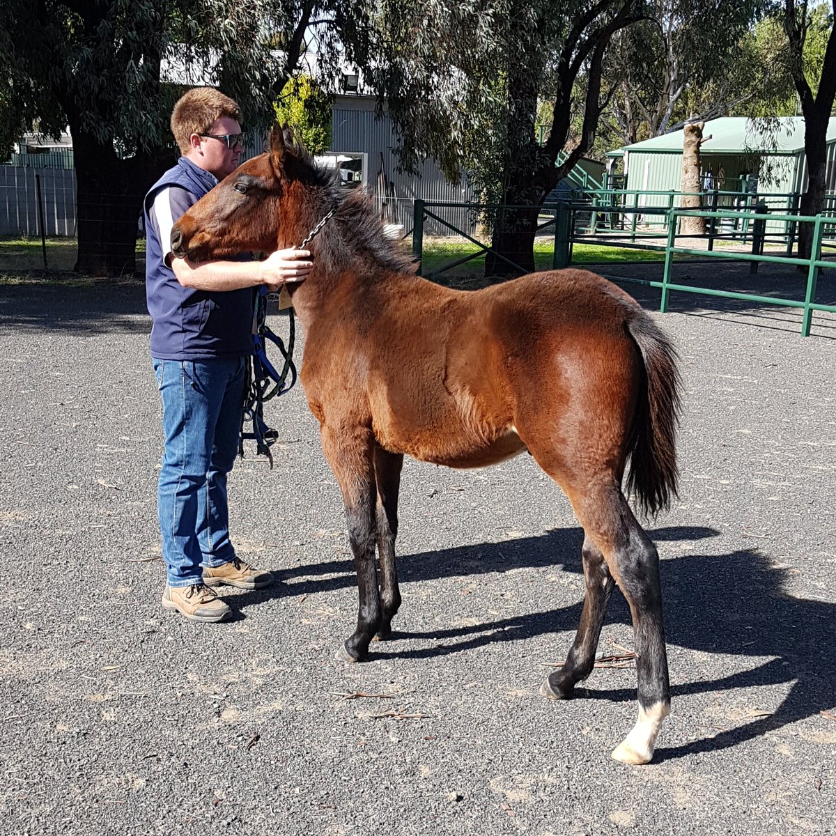 SuccessStud's tweet photo. Love it when the weanlings just stroll up for a scratch
#successbreedssuccess #dowhatulovenlovewhatudo #52yearsofsuccess #ourbrandyoursuccess #spellingatsuccess https://t.co/ZefKEOsrOW