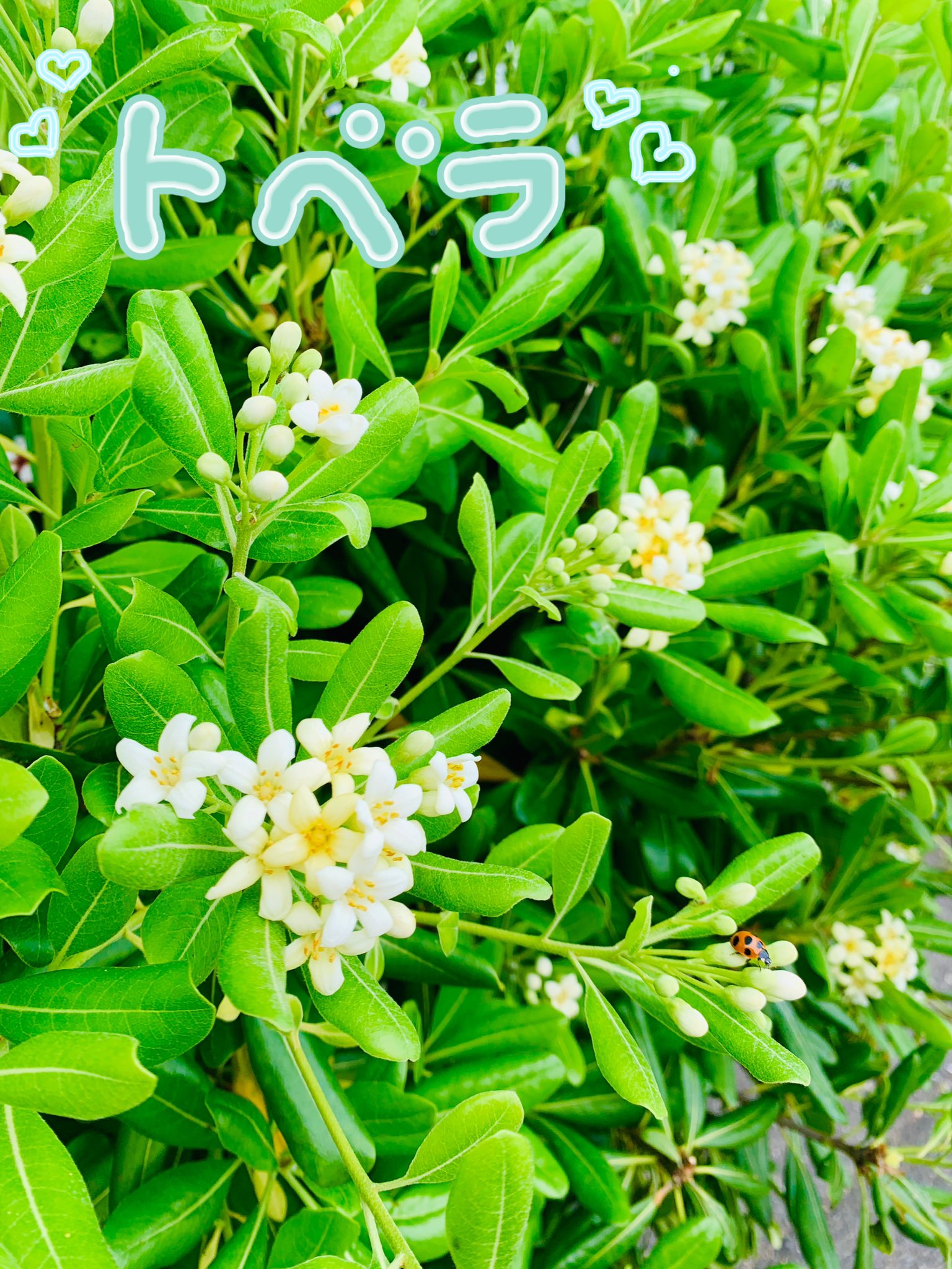 海桐花 Twitter Search Twitter