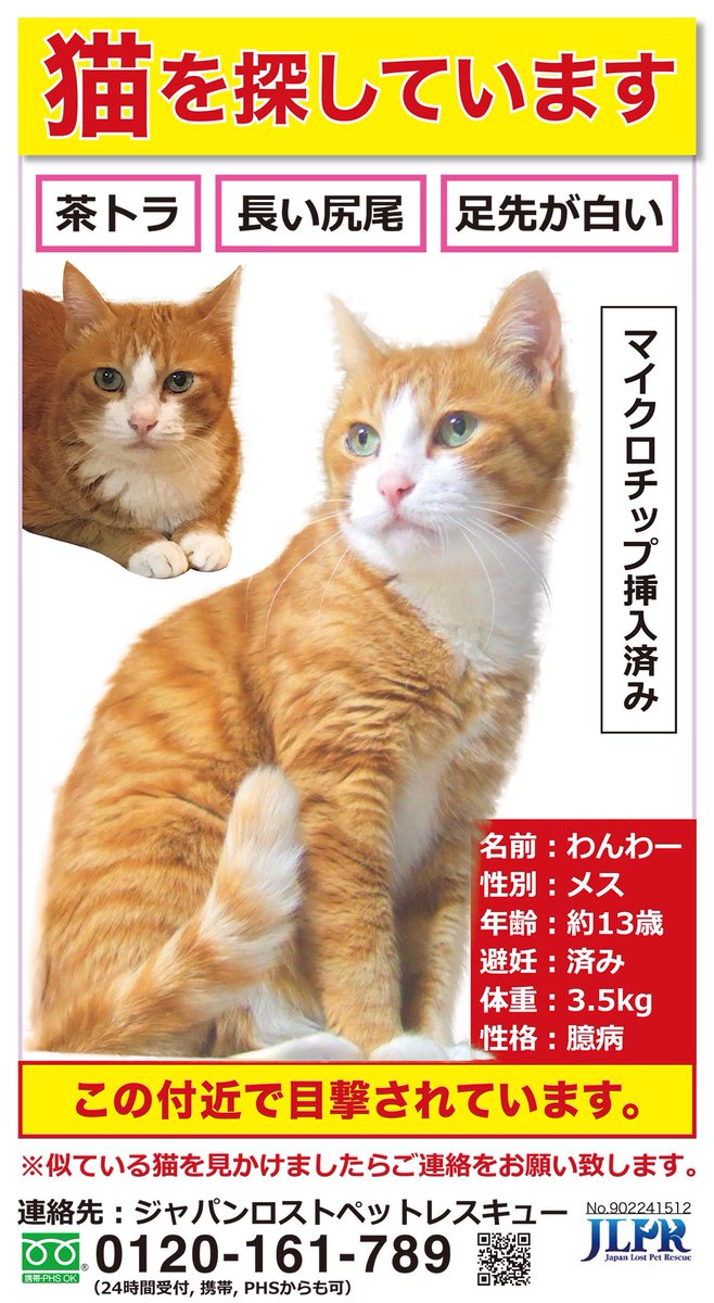 猫のわんわー捜索中 على تويتر 千葉市美浜区 稲毛区で茶トラのメス猫を捜索中です 些細な事でも違っていても構いません ご連絡のほど宜しくお願いします Niyasuke1987 T Co Qkmaytet3w T Co J0prkr4jks 茶トラ 茶白 保護猫 迷子