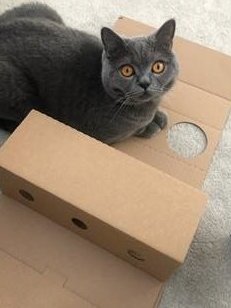 Dairi_Pak's tweet image. One of our customers sent us this pic; turns out it's official, #CatsLoveCardboard! This handsome kitty is modelling a clever insert that allows you to mix &amp;amp; match 3 different shaped wine bottles in one box for despatch via a courier. bit.ly/Dairi-Pak_Desi… #WineBoxes #BottleBox