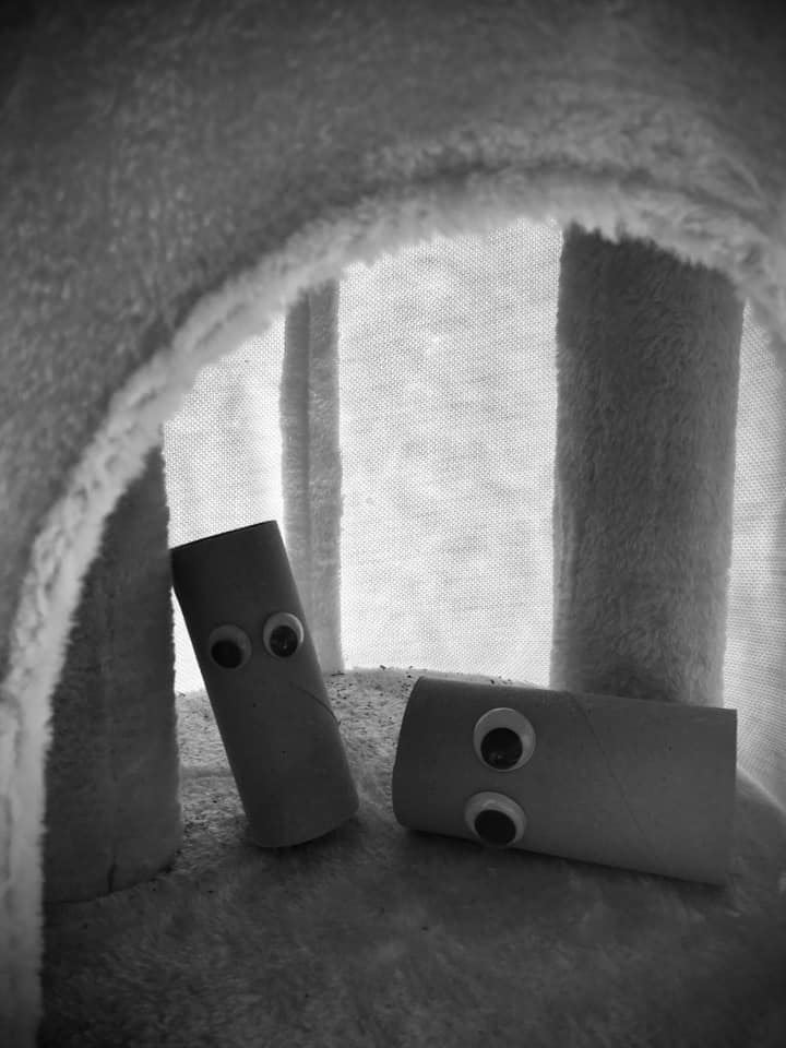 Nisedd's tweet photo. QWar and Tina try the trending Quaractivity of indoor camping. Tina already misses her en-suite. #QWarandTina #toiletrollsaga #wheremyfriendsat #isthisthereallifeorjustafantasy https://t.co/WvnpQzECSn