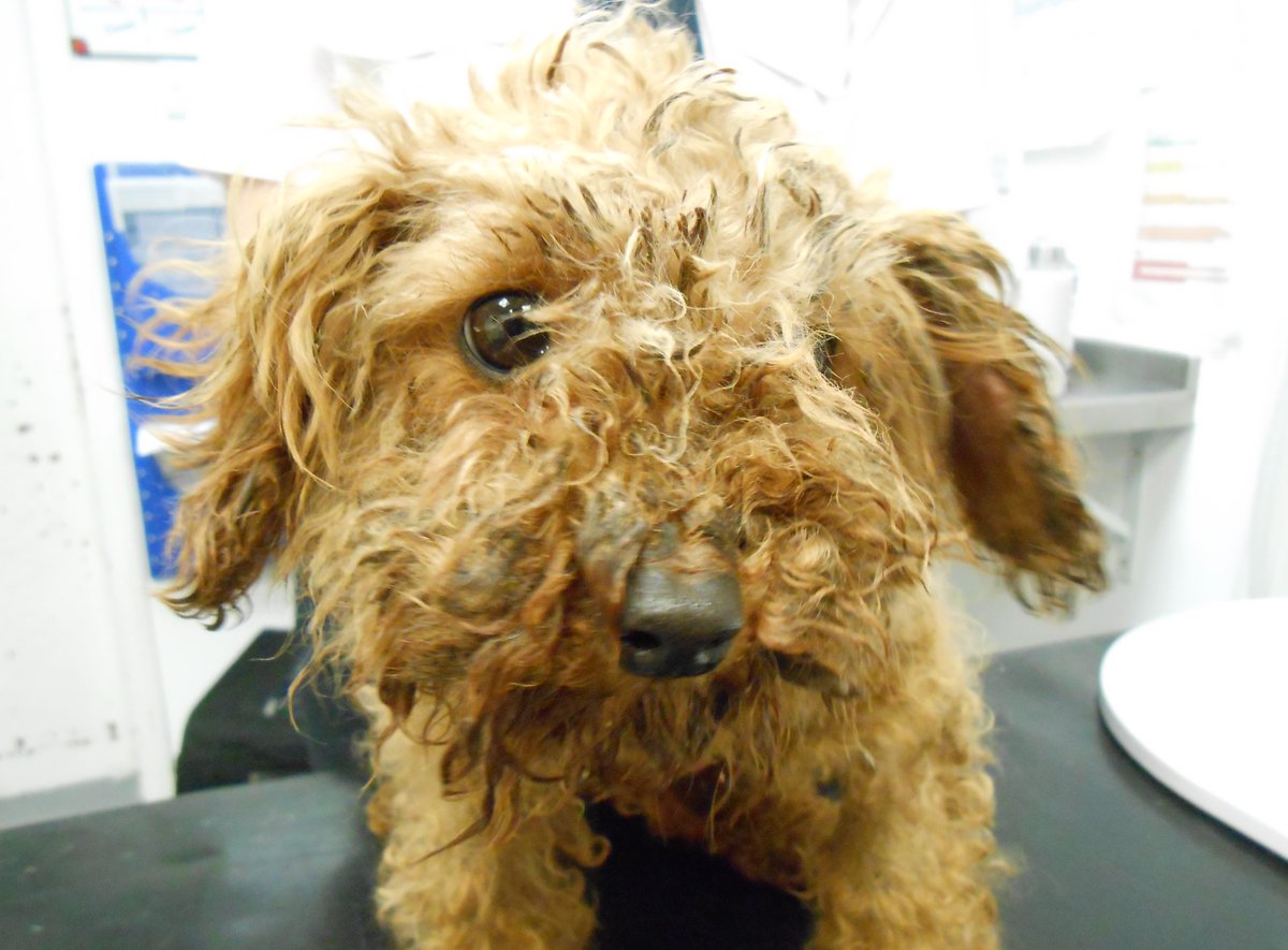 Meet Red the scruffy puppy 🐶

He's one of 52 animals that have been abandoned in Hampshire since lockdown began 💔

👏👏 for the <a href="/RSPCA_official/">RSPCA (England & Wales)</a> workers who have taken Red in &amp; are looking after him