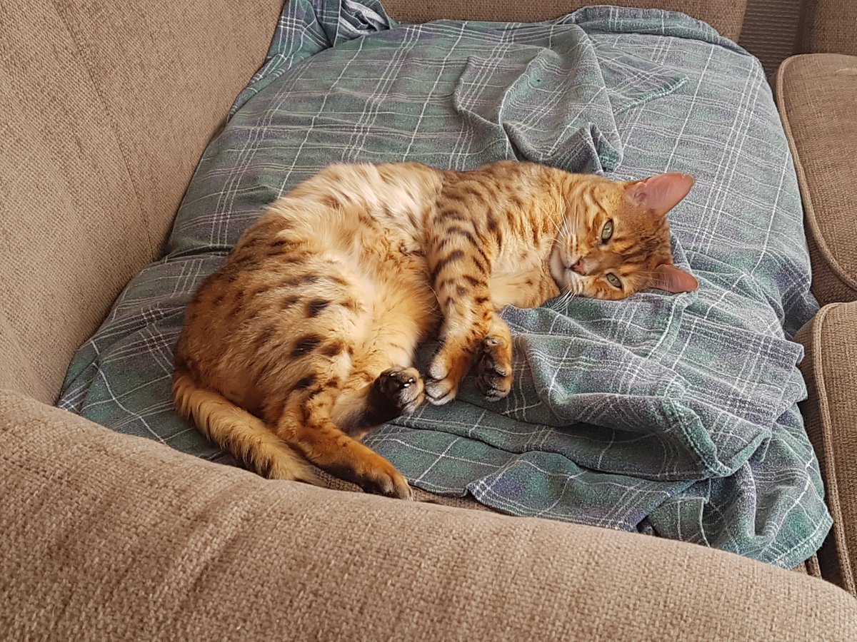 Donald is resting on the sofa #Bengal #Bengals #Bengalcat #Bengalcats